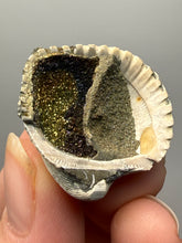 Load image into Gallery viewer, Bivalve (Pelecypoda) Fossil Sea Shell with Chalcopyrite | Mineralized Fossil Specimen | Indonesia
