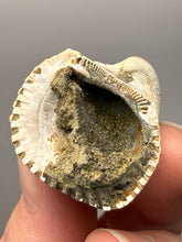 Load image into Gallery viewer, Bivalve (Pelecypoda) Fossil Sea Shell with Chalcopyrite | Mineralized Fossil Specimen | Indonesia
