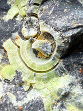 Load image into Gallery viewer, High-Grade Green Wavellite Collectors Specimen - Radiating Botryoidal Crystal Formation - Arkansas, USA
