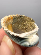 Load image into Gallery viewer, Bivalve (Pelecypoda) Fossil Sea Shell with Chalcopyrite | Mineralized Fossil Specimen | Indonesia
