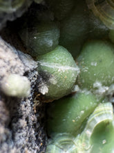 Load image into Gallery viewer, High-Grade Green Wavellite Collectors Specimen - Radiating Botryoidal Crystal Formation - Arkansas, USA
