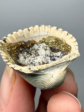 Load image into Gallery viewer, Bivalve (Pelecypoda) Fossil Sea Shell with Calcite Crystals and Chalcopyrite | Mineralized Fossil Specimen | Indonesia
