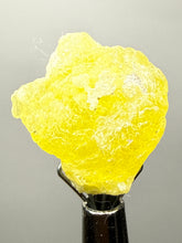 Load image into Gallery viewer, Vibrant Yellow Brucite Thumbnail Mineral Specimen | Collector Crystal from Killa Saifullah District in Balochistan Province, Pakistan

