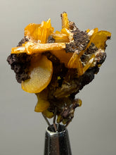 Load image into Gallery viewer, High-Grade Orange Wulfenite Collector Display Specimen | La Morita Mine, Chihuahua, Mexico
