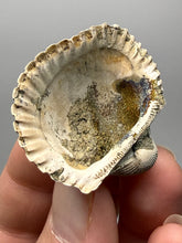 Load image into Gallery viewer, Bivalve (Pelecypoda) Fossil Sea Shell with Chalcopyrite | Mineralized Fossil Specimen | Indonesia
