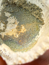 Load image into Gallery viewer, Bivalve (Pelecypoda) Fossil Sea Shell with Chalcopyrite | Mineralized Fossil Specimen | Indonesia
