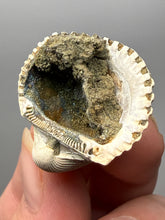 Load image into Gallery viewer, Bivalve (Pelecypoda) Fossil Sea Shell with Chalcopyrite | Mineralized Fossil Specimen | Indonesia

