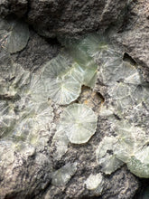 Load image into Gallery viewer, High-Grade Green Wavellite Collectors Specimen - Radiating Botryoidal Crystal Formation - Arkansas, USA
