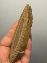 Load image into Gallery viewer, Stromatolite Fossil Slice | Ancient Microbial Reef Structure | Morocco
