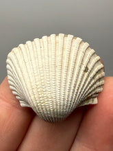 Load image into Gallery viewer, Bivalve (Pelecypoda) Fossil Sea Shell with Chalcopyrite | Mineralized Fossil Specimen | Indonesia
