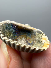 Load image into Gallery viewer, Bivalve (Pelecypoda) Fossil Sea Shell with Chalcopyrite | Mineralized Fossil Specimen | Indonesia
