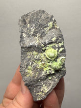 Load image into Gallery viewer, High-Grade Green Wavellite Collectors Specimen - Radiating Botryoidal Crystal Formation - Arkansas, USA
