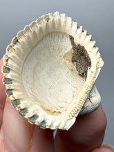 Load image into Gallery viewer, Bivalve (Pelecypoda) Fossil Sea Shell with Chalcopyrite | Mineralized Fossil Specimen | Indonesia
