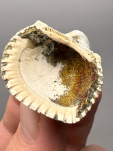 Load image into Gallery viewer, Bivalve (Pelecypoda) Fossil Sea Shell with Chalcopyrite | Mineralized Fossil Specimen | Indonesia
