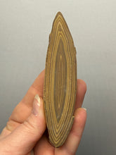 Load image into Gallery viewer, Stromatolite Fossil Slice | Ancient Microbial Reef Structure | Morocco
