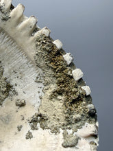Load image into Gallery viewer, Bivalve (Pelecypoda) Fossil Sea Shell with Chalcopyrite | Mineralized Fossil Specimen | Indonesia
