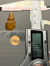 Load image into Gallery viewer, Agatized Gastropod Fossil Specimen | Morocco
