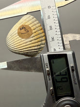 Load image into Gallery viewer, Bivalve (Pelecypoda) Fossil Sea Shell with Chalcopyrite | Mineralized Fossil Specimen | Indonesia
