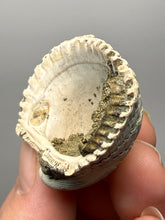Load image into Gallery viewer, Bivalve (Pelecypoda) Fossil Sea Shell with Chalcopyrite | Mineralized Fossil Specimen | Indonesia
