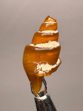Load image into Gallery viewer, Agatized Gastropod Fossil Specimen | Morocco
