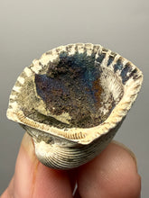 Load image into Gallery viewer, Bivalve (Pelecypoda) Fossil Sea Shell with Chalcopyrite | Mineralized Fossil Specimen | Indonesia
