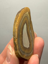Load image into Gallery viewer, Stromatolite Fossil Slice | Ancient Microbial Reef Structure | Morocco

