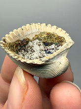 Load image into Gallery viewer, Bivalve (Pelecypoda) Fossil Sea Shell with Calcite Crystals and Chalcopyrite | Mineralized Fossil Specimen | Indonesia

