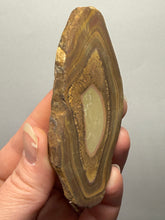 Load image into Gallery viewer, Stromatolite Fossil Slice | Ancient Microbial Reef Structure | Morocco
