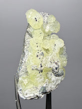 Load image into Gallery viewer, Vibrant Yellow Brucite Thumbnail Mineral Specimen | Collector Crystal from Killa Saifullah District in Balochistan Province, Pakistan
