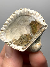 Load image into Gallery viewer, Bivalve (Pelecypoda) Fossil Sea Shell with Chalcopyrite | Mineralized Fossil Specimen | Indonesia
