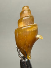 Load image into Gallery viewer, Agatized Gastropod Fossil Specimen | Morocco
