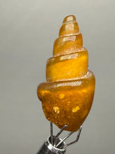 Load image into Gallery viewer, Agatized Gastropod Fossil Specimen | Morocco
