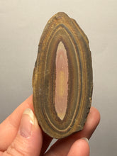 Load image into Gallery viewer, Stromatolite Fossil Slice | Ancient Microbial Reef Structure | Morocco
