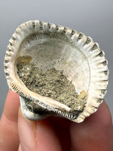 Load image into Gallery viewer, Bivalve (Pelecypoda) Fossil Sea Shell with Chalcopyrite | Mineralized Fossil Specimen | Indonesia
