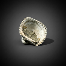Load image into Gallery viewer, Bivalve (Pelecypoda) Fossil Sea Shell with Chalcopyrite | Mineralized Fossil Specimen | Indonesia
