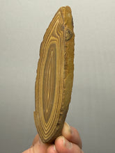 Load image into Gallery viewer, Stromatolite Fossil Slice | Ancient Microbial Reef Structure | Morocco
