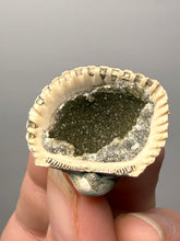Load image into Gallery viewer, Bivalve (Pelecypoda) Fossil Sea Shell with Chalcopyrite | Mineralized Fossil Specimen | Indonesia
