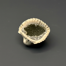 Load image into Gallery viewer, Bivalve (Pelecypoda) Fossil Sea Shell with Chalcopyrite | Mineralized Fossil Specimen | Indonesia
