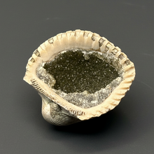Load image into Gallery viewer, Bivalve (Pelecypoda) Fossil Sea Shell with Chalcopyrite | Mineralized Fossil Specimen | Indonesia
