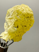 Load image into Gallery viewer, Vibrant Yellow Brucite Thumbnail Mineral Specimen | Collector Crystal from Killa Saifullah District in Balochistan Province, Pakistan
