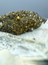 Load image into Gallery viewer, Bivalve (Pelecypoda) Fossil Sea Shell with Chalcopyrite | Mineralized Fossil Specimen | Indonesia
