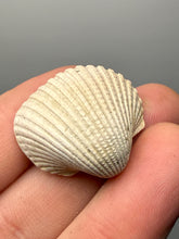 Load image into Gallery viewer, Bivalve (Pelecypoda) Fossil Sea Shell with Calcite Crystals and Chalcopyrite | Mineralized Fossil Specimen | Indonesia
