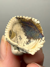 Load image into Gallery viewer, Bivalve (Pelecypoda) Fossil Sea Shell with Chalcopyrite | Mineralized Fossil Specimen | Indonesia
