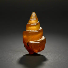 Load image into Gallery viewer, Agatized Gastropod Fossil Specimen | Morocco
