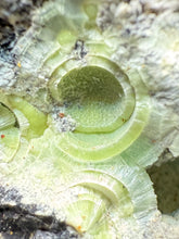Load image into Gallery viewer, High-Grade Green Wavellite Collectors Specimen - Radiating Botryoidal Crystal Formation - Arkansas, USA
