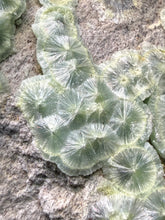 Load image into Gallery viewer, High-Grade Green Wavellite Collectors Specimen - Radiating Botryoidal Crystal Formation - Arkansas, USA
