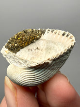 Load image into Gallery viewer, Bivalve (Pelecypoda) Fossil Sea Shell with Chalcopyrite | Mineralized Fossil Specimen | Indonesia

