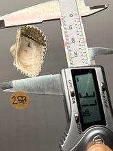 Load image into Gallery viewer, Bivalve (Pelecypoda) Fossil Sea Shell with Chalcopyrite | Mineralized Fossil Specimen | Indonesia
