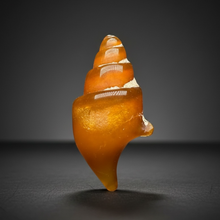 Load image into Gallery viewer, Agatized Gastropod Fossil Specimen | Morocco
