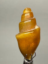 Load image into Gallery viewer, Agatized Gastropod Fossil Specimen | Morocco
